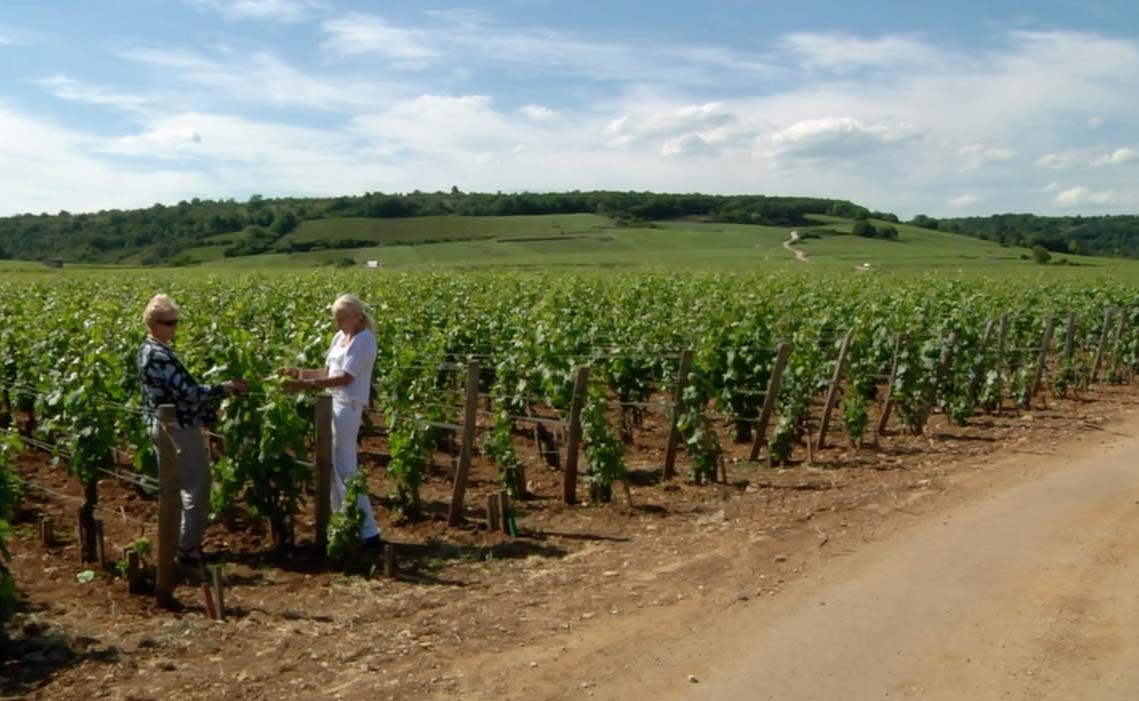 domaine-leroy-its-vineyard-vosnes-romanee-burgundy