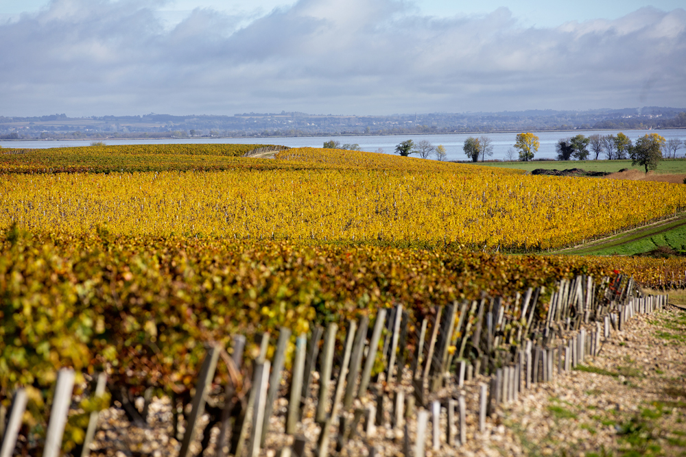 chateau-phelan-segur-vineyard-plots-saint-estephe