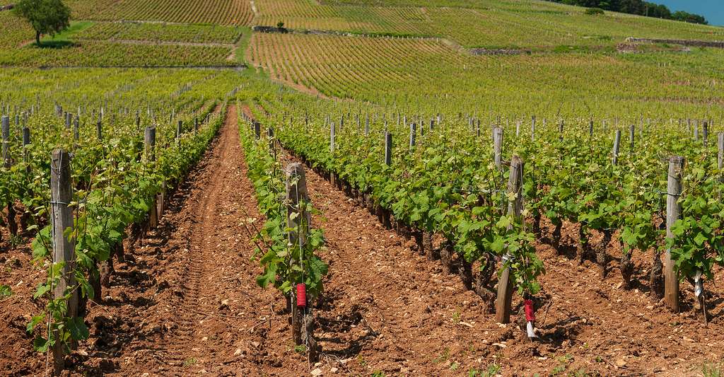 domaine-de-la-romanee-conti-its-vineyard-plots-vosne-romanee