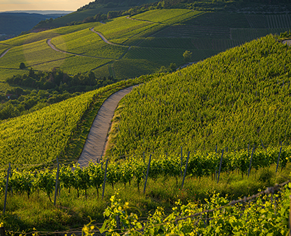 domaine-zind-humbrecht-family-great-wine-from-alsace