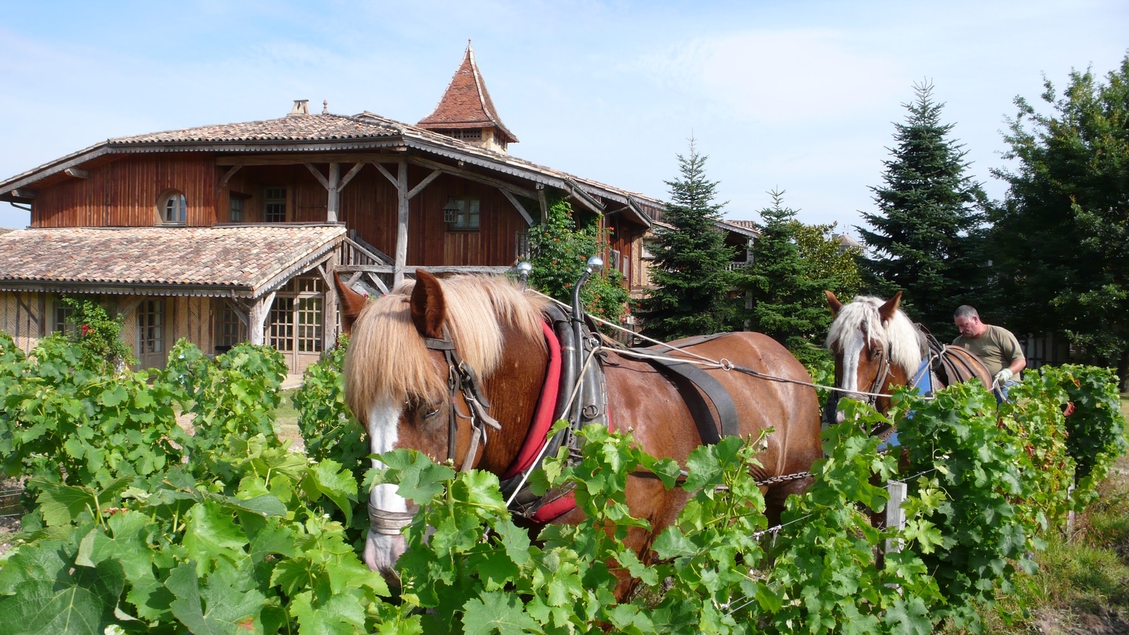 chateau-smith-haut-lafitte-horse-organic-biodynamic-pessac-leognan