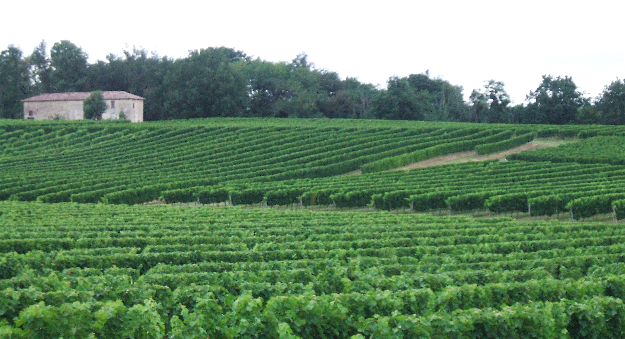 chateau-janon-its-vineyard-vignobles-landie-entre-deux-mers