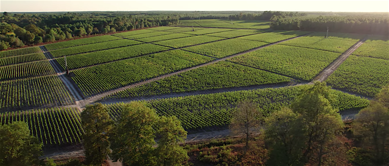 domaine-de-chevalier-view-by-drone-vineyard-pessac-leognan