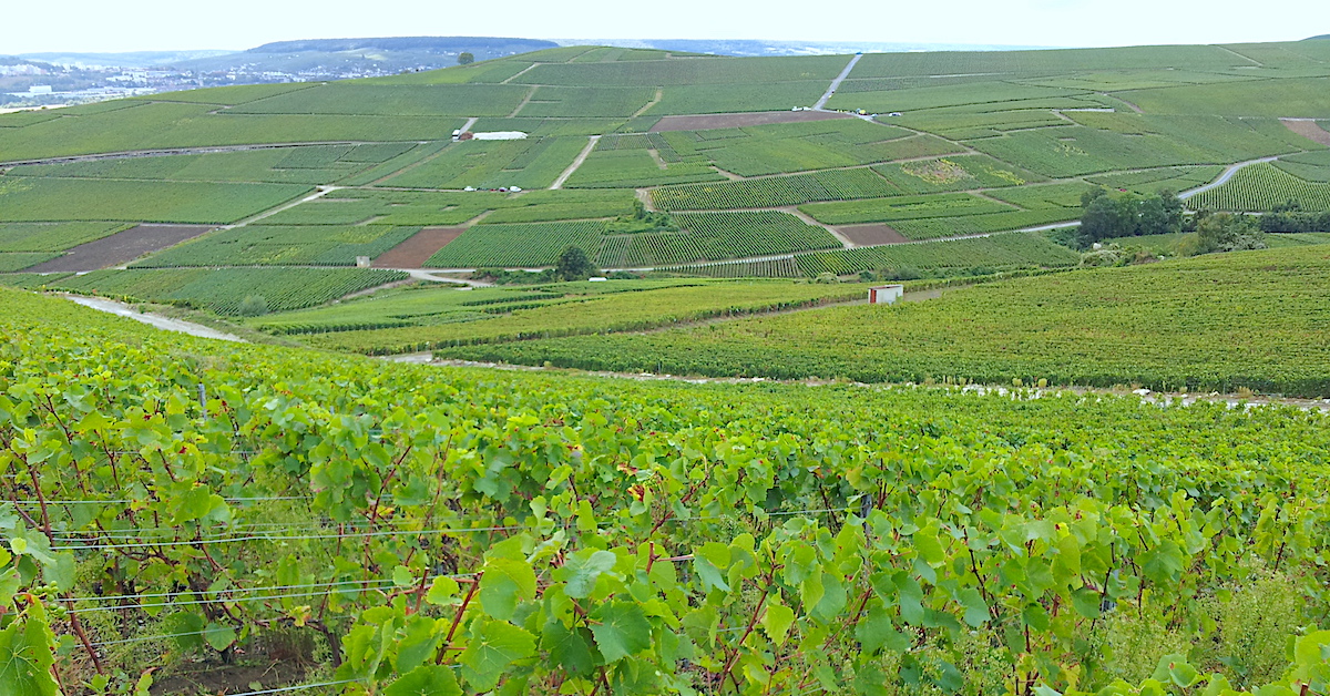 Bollinger's vineyard bollinger-vineyard