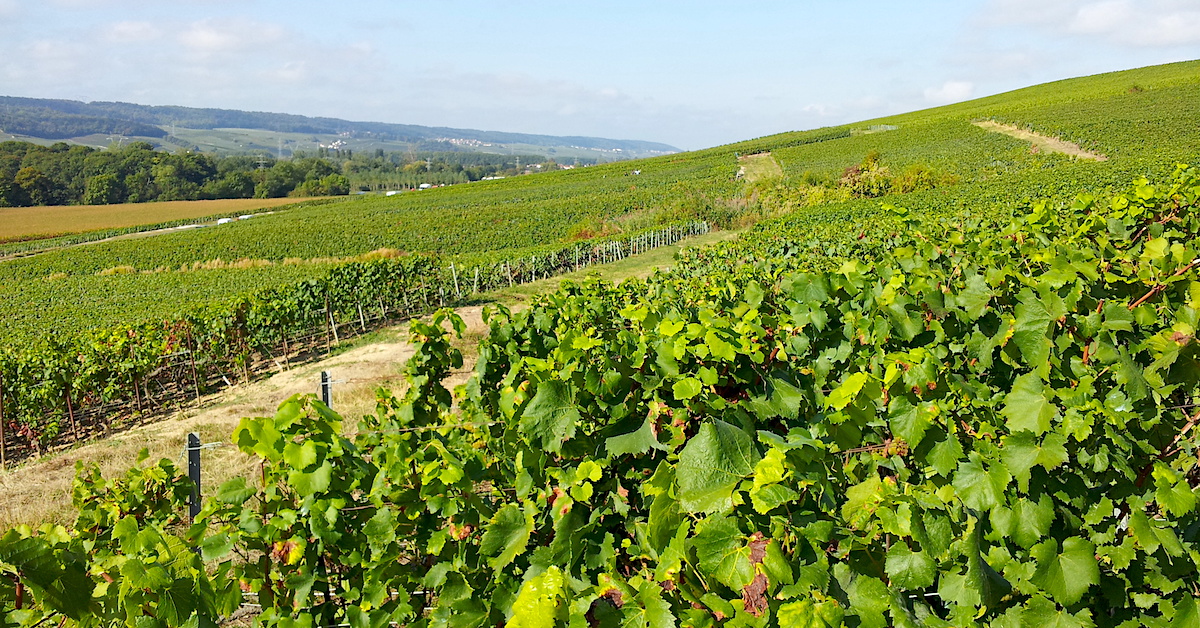 Louis Roederer's vineyard louis-roederer-vineyard-montagne-de-reims