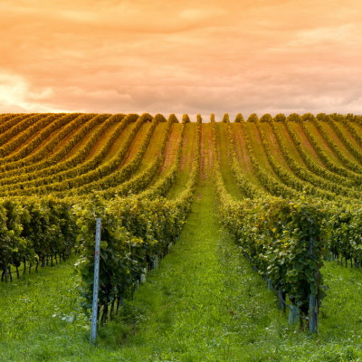 La viticulture biodynamique