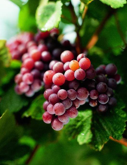 Gewurztraminer Gewurztraminer