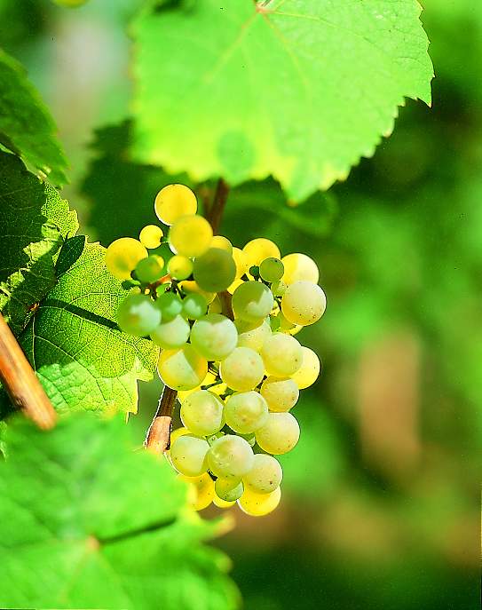 Riesling Riesling