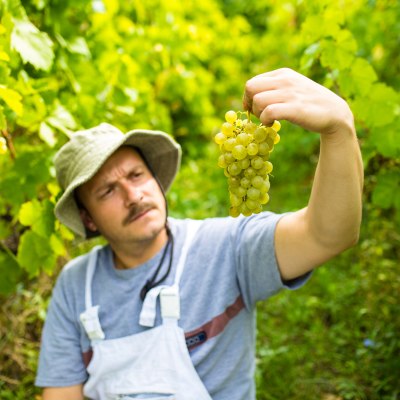 La viticulture raisonnée