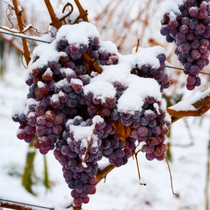 Les vins de glace