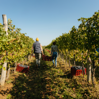 La viticulture durable : la tendance de référence
