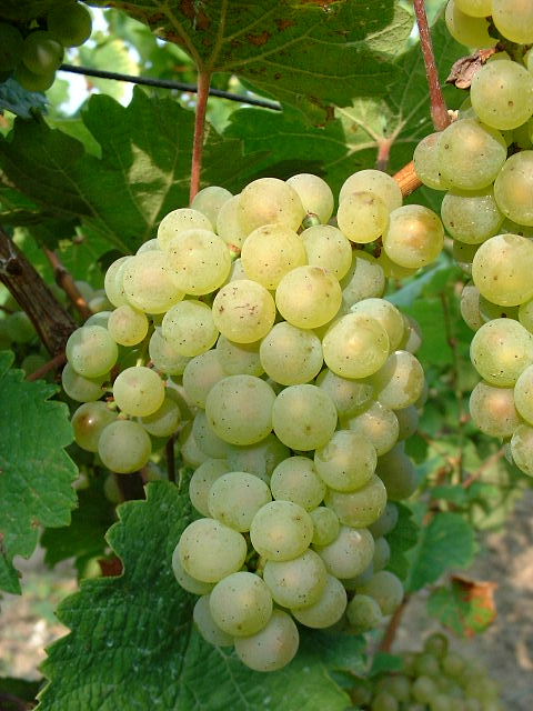 Sylvaner Sylvaner